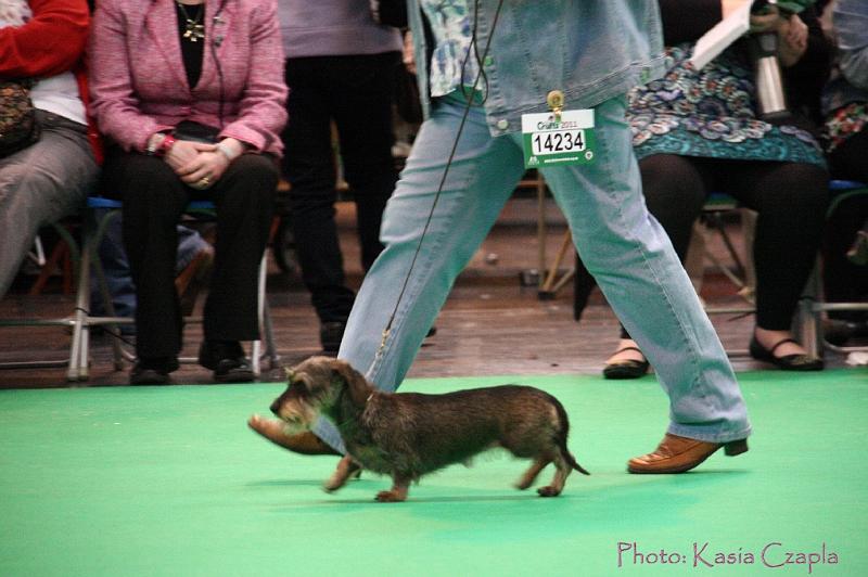 Crufts2011_2 1362.jpg